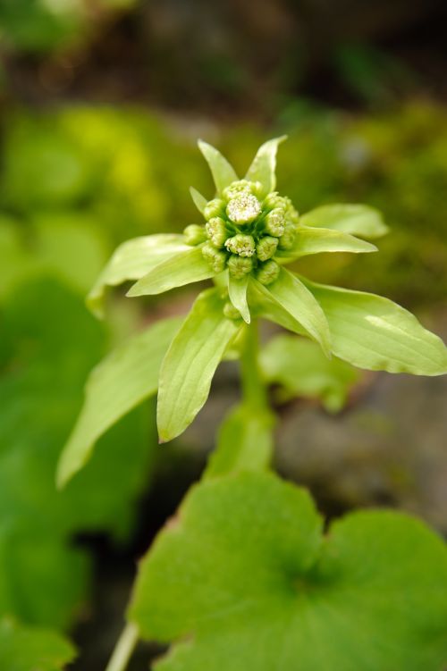 fukinoto butterbur butterbur flower