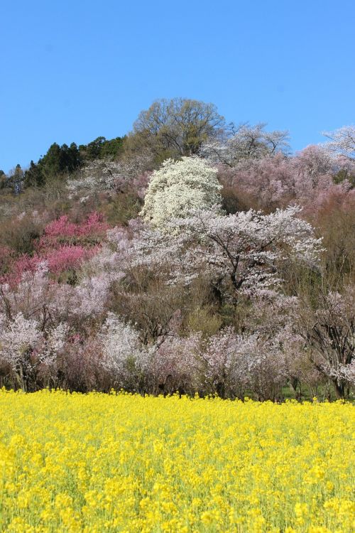 fukushima cherry blossom viewing mountains cherry