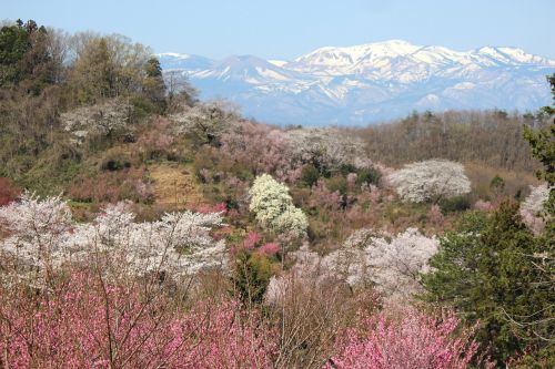 fukushima cherry blossom viewing mountains cherry