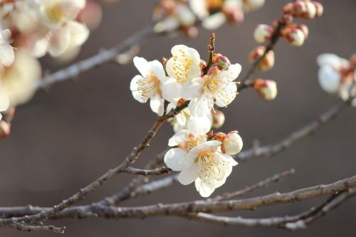 fukushima cherry blossom viewing mountains plum