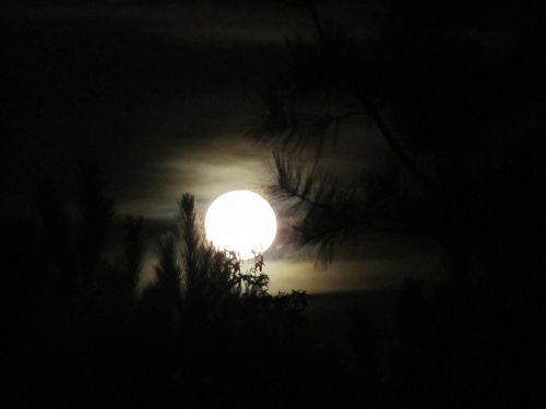 full moon trees