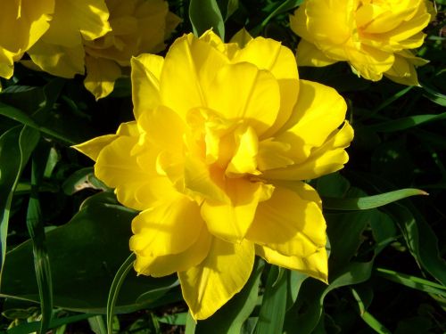 full-flowered tulips yellow spring flower garden