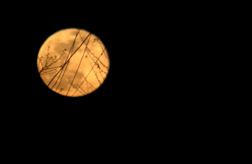full moon yellow branches
