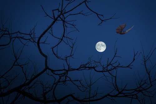 full moon  night  bat