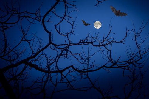 full moon  night  bats