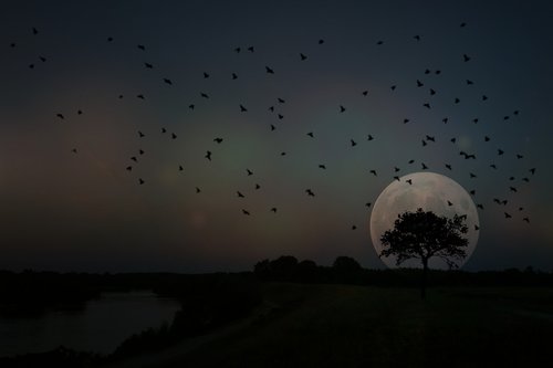 full moon  tree  birds