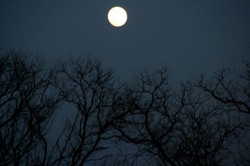 full moon tree night