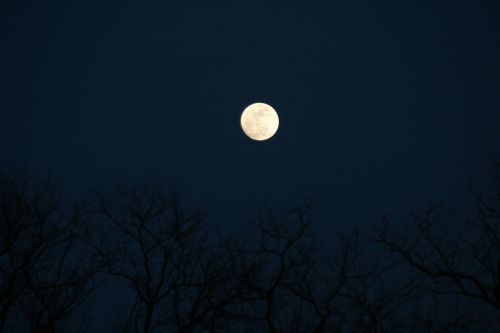full moon tree night