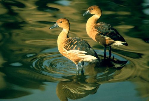 fulvous whistling ducks birds waterbirds