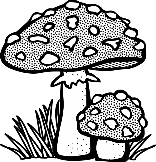 fungal mushroom plant