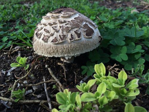 funghi toadstool mushroom