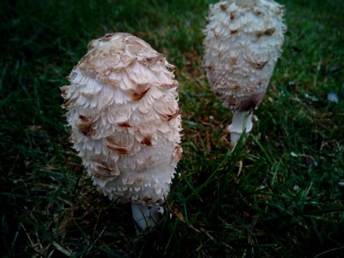 fungi mushrooms forest