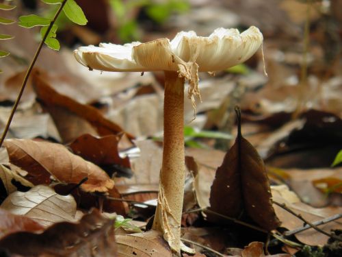 fungi nature