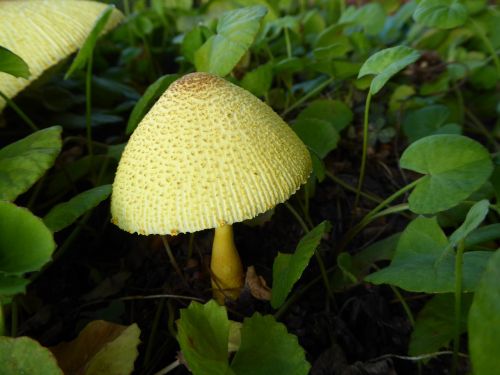 fungi yellow mushroom