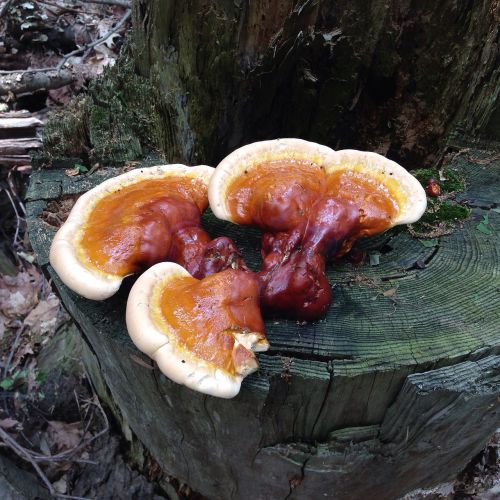 fungi fungus mushroom