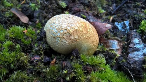 fungi forest moss