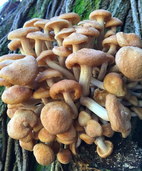 fungi mushrooms nature
