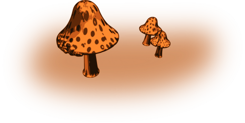fungi fungus mushrooms