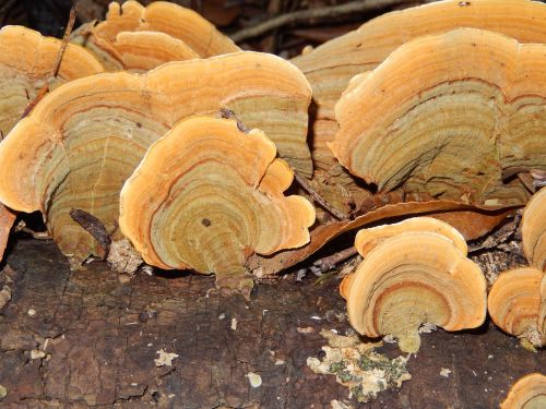 fungi nature forest