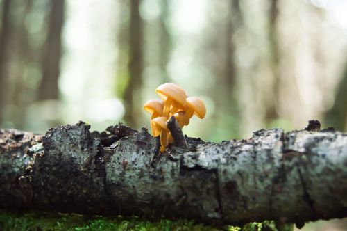 fungi forest macro