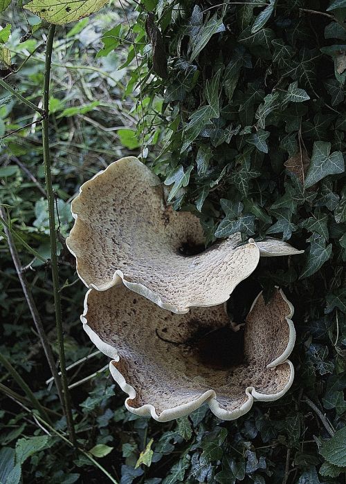 fungi autumn mushroom