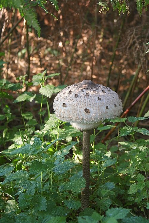 fungi autumn mushroom