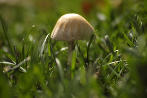 mushroom plant little