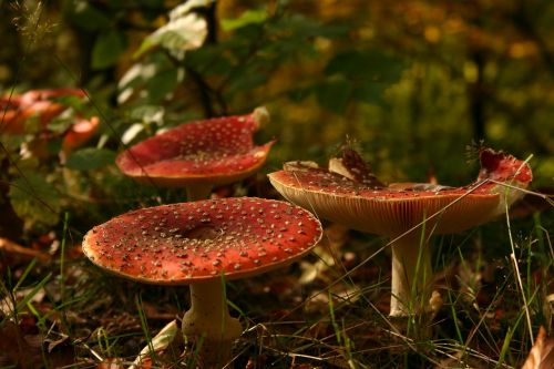 fungi grass mushrooms