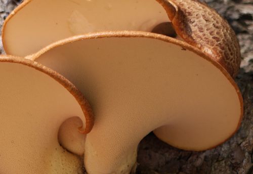 fungi bract fruiting body