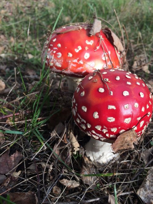fungi red unpleasant