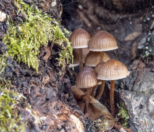 fungi mushrooms nature