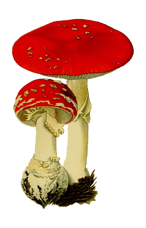 fungi fungus hallucinogenic