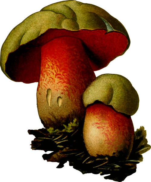 fungi fungus mushroom