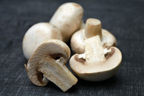 fungi food mushroom