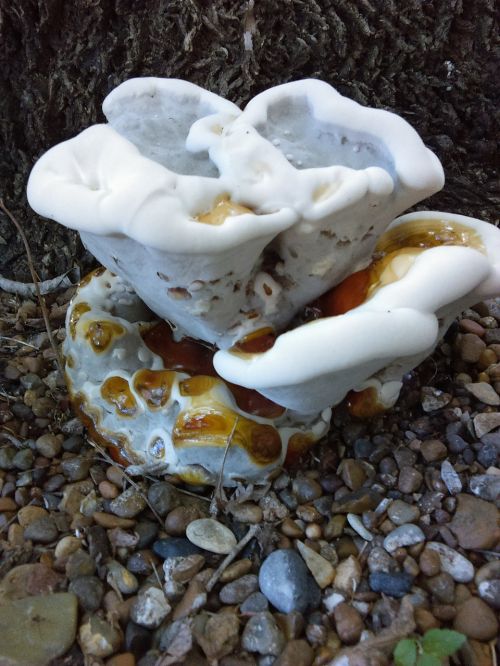 fungi growth mushroom