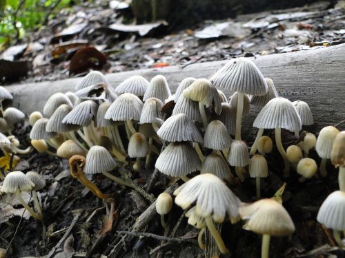 fungi nature forest