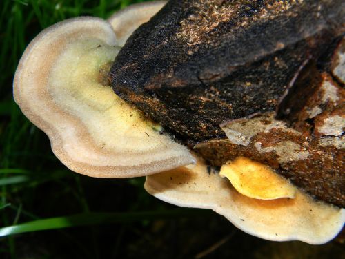 fungi mushroom food