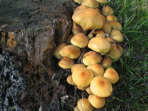 fungi stump forest