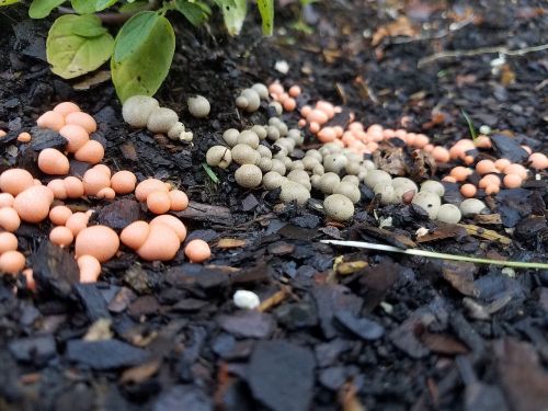 fungi gardening garden