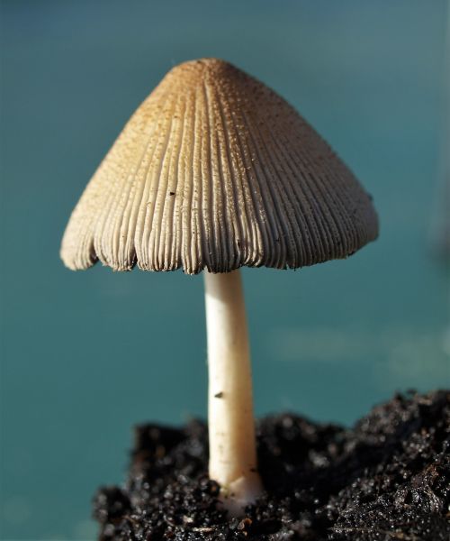 fungi toadstool nature