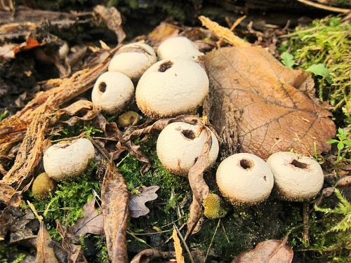 fungi puffball fungus