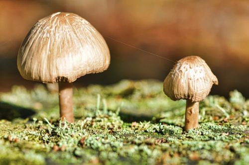 fungi woodland pair