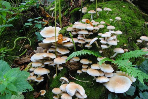 fungi toadstools fungus