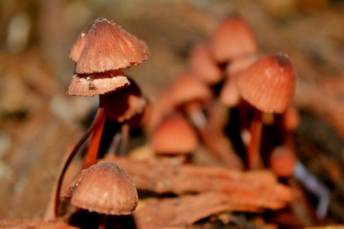 fungi nature autumn