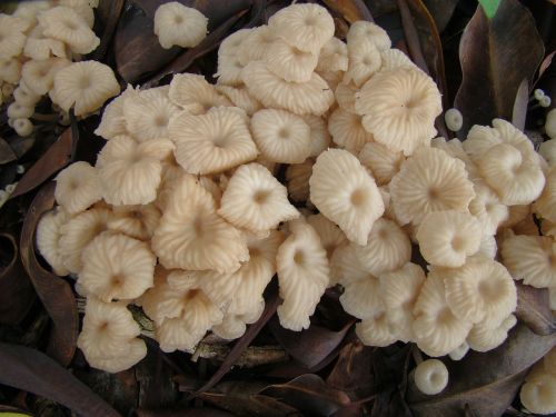 fungi mushroom forest floor