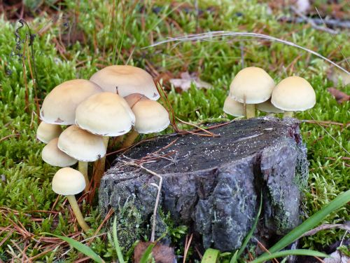 fungi forest stump