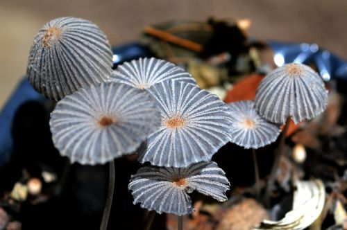 fungi mushrooms nature