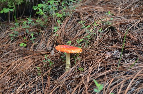 fungi nature mushroom