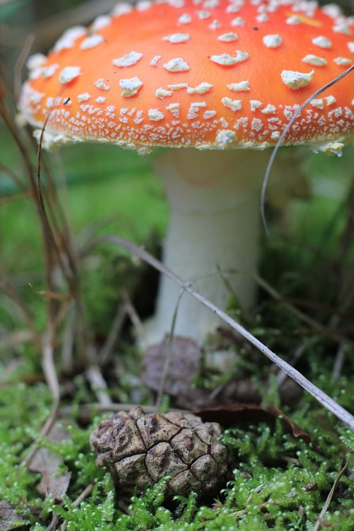 fungi  mushroom