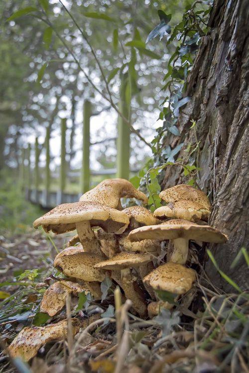 fungi cap forest